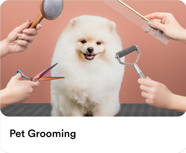 Fluffy white Pomeranian dog surrounded by grooming tools, scissors, and brushes for professional mobile pet grooming and cat or dog grooming at home.