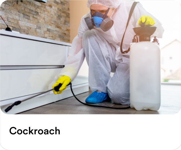 Pest control operator in a protective suit and mask spraying kitchen baseboards to illustrate professional cockroach extermination services in the UAE.