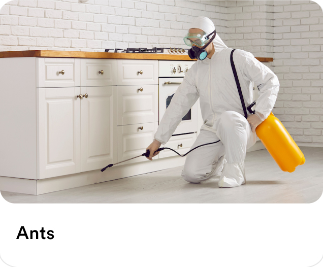 Exterminator spraying chemical treatment under white kitchen cabinets to showcase residential ant control and pest prevention services.