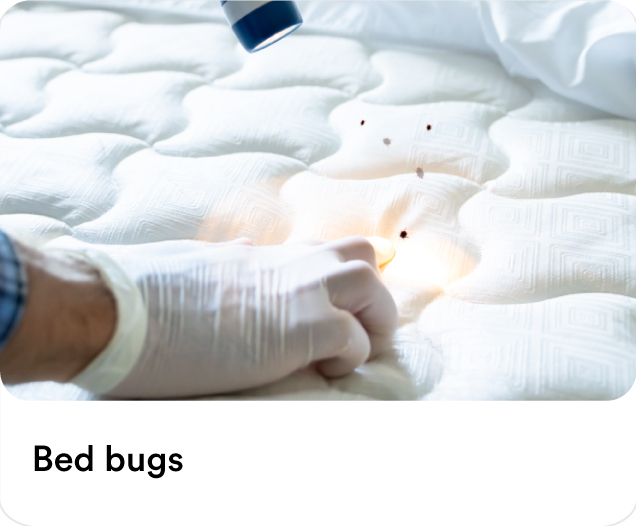 Technician in white gloves inspecting a mattress fabric with a flashlight for professional bed bug removal and sanitization services in Dubai.